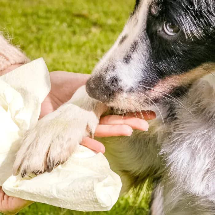 oecolife naturel hondenhanddoeken 9 rollen - Afbeelding 3