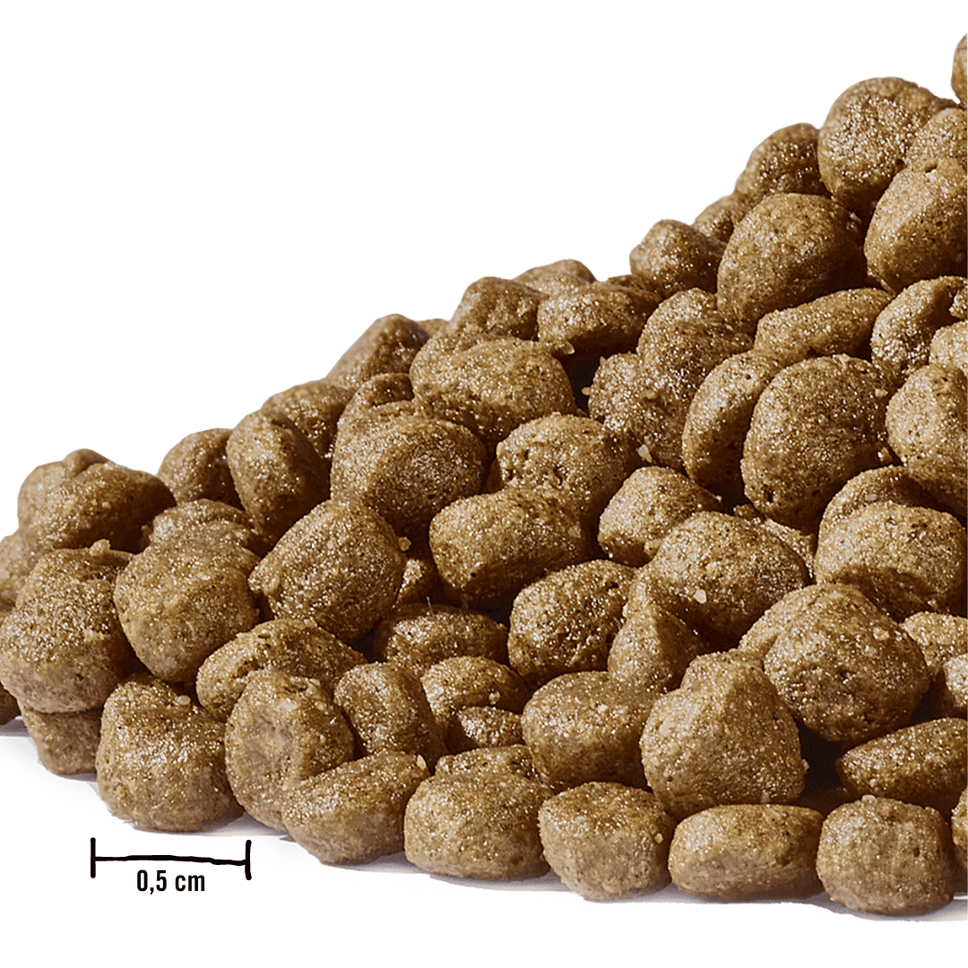 Dogs’n Tiger Junior Premium kattenvoer, Flitzpiepe, droogvoer voor kittens, graanvrij, zalm & kalkoen - Afbeelding 2