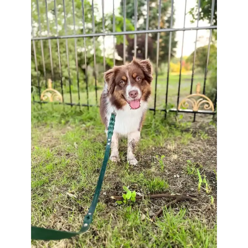 Schattige Australian Shepherd puppy met groene leash in tuin.