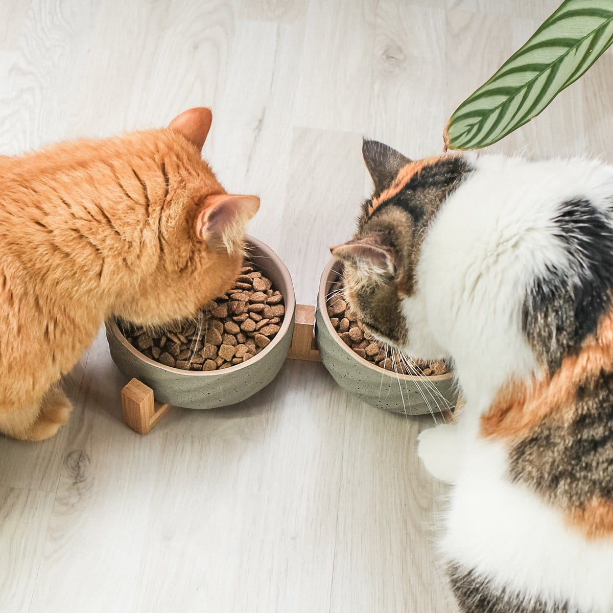 ne & no® ceramic double -food bowl with bamboo tap i 2er - Afbeelding 2