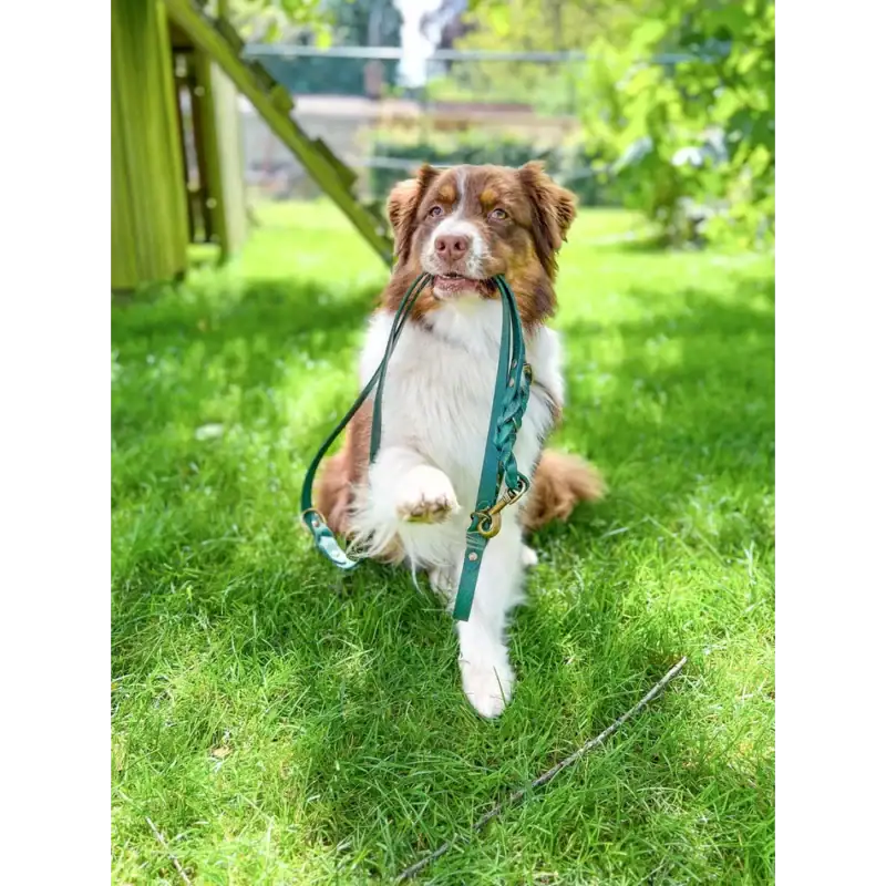 Blije border collie met halsband in groene tuin.