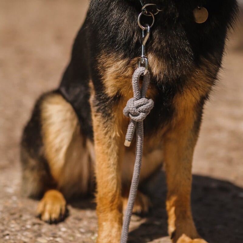 Hond met halsband en touw, klaar voor wandeling, close-up.