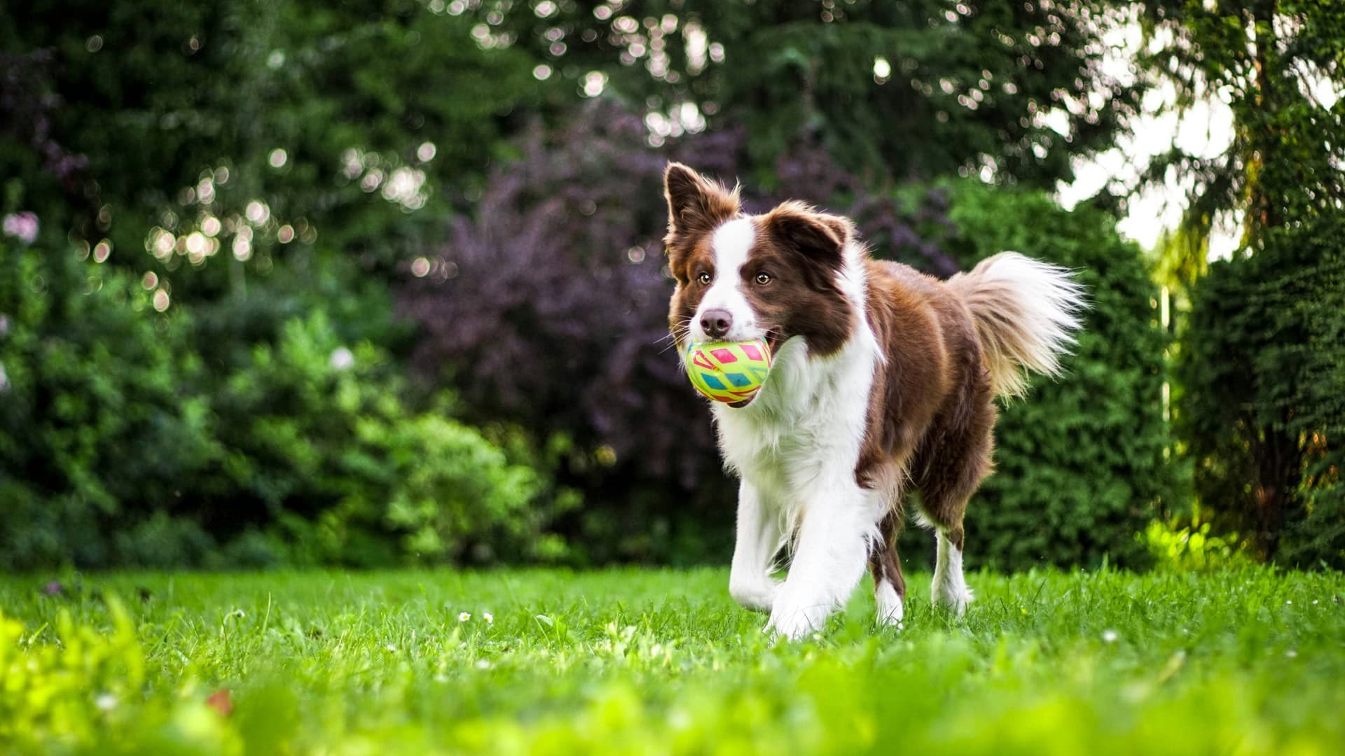 Border Collie met bal in de mond speelt buiten in de tuin.
